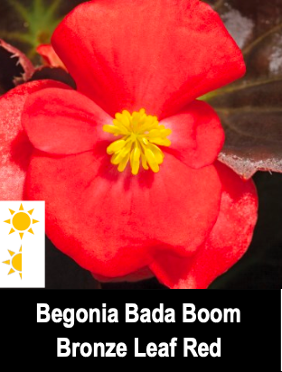 Begonia Bada Boom/Bronze Leaf Red