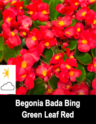 Begonia Bada Bing, Green Leaf Red