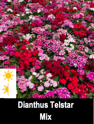 Dianthus Telstar Mix