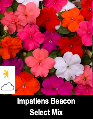 Impatiens Beacon Select Mix