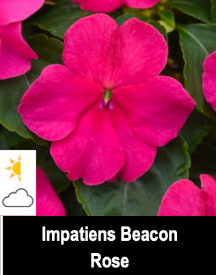 Impatiens Beacon Rose