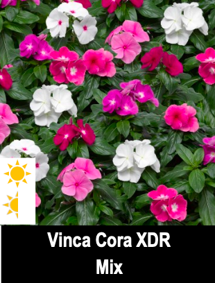 Vinca Cora XDR Mix