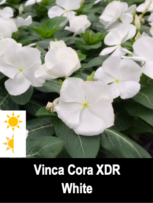 Vinca Cora XDR White
