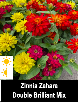 Zinnia Zahara/Double Brilliant Mix