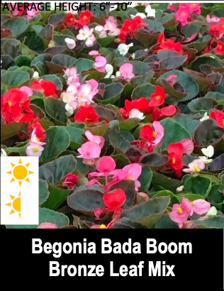 Begonia Bada Boom/Bronze Leaf Mix