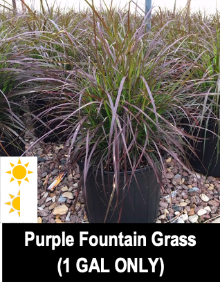 Purple Fountain Grass