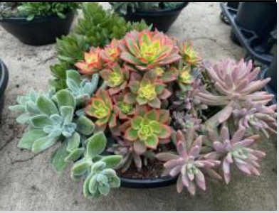 Succulent Bowl 12"