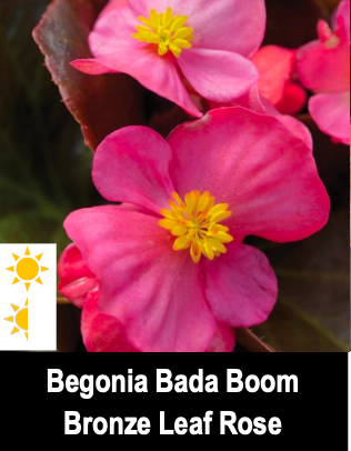 Begonia Baba Boom/Bronze Leaf Rose