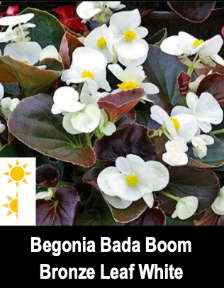 Begonia Bada Boom/Bronze Leaf White