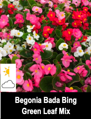 Begonia Bada Bing, Green Leaf Mix