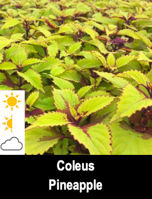 Coleus Pineapple
