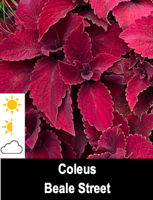 Coleus Beale Street