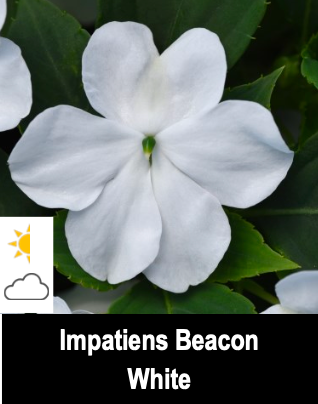 Impatiens Beacon White