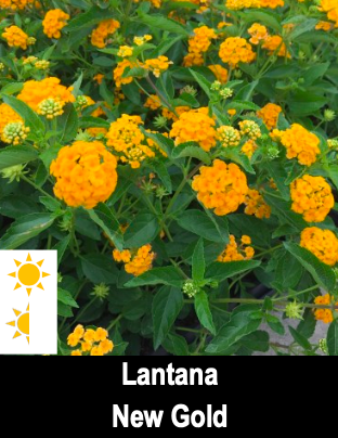 Lantana New Gold