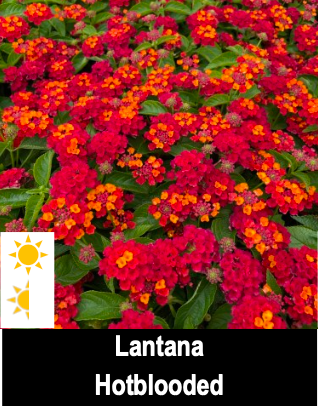 Lantana Hotblooded