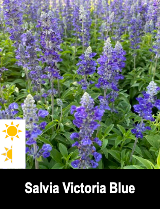 Salvia Victoria Blue