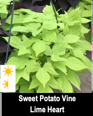 Sweet Potato Vine/Lime Heart