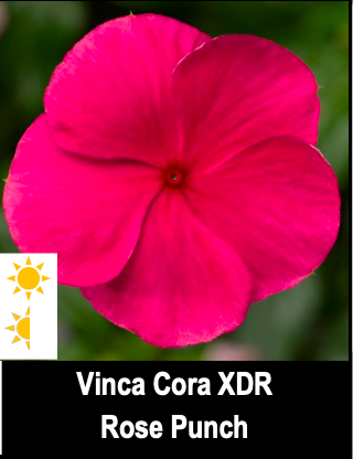 Vinca Cora XDR/Rose Punch